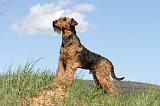 AIREDALE TERRIER 244